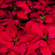 Aspecto de las flores de pascua: Foto: Tony Hisgett / Flickr
